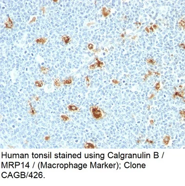 cplabsafety-2202607140127281157569