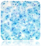 cplabsafety-2202607140615191180996