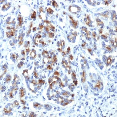 cplabsafety-2202607140852301195401