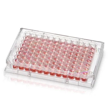 cplabsafety-2202607141401071219928