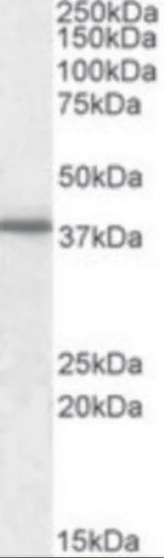 dabos-1202607140844261194689