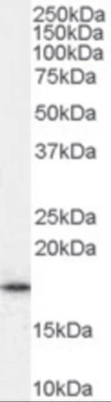 dabos-1202607140844281194692