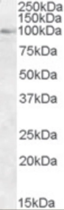 dabos-1202607140844311194694