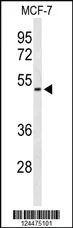 dabos-2202607122355591032925