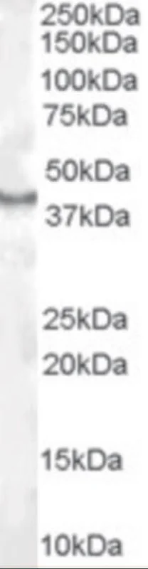 dabos-2202607132052511134451