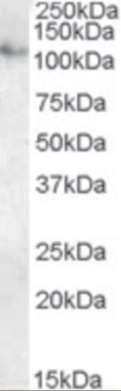 dabos-2202607132055561134824