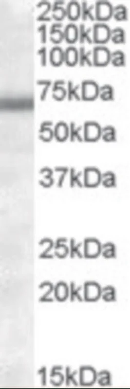 dabos-2202607132059051135214