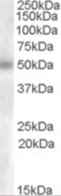 dabos-2202607132103221135698