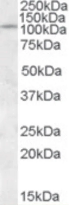 dabos-2202607132103581135763
