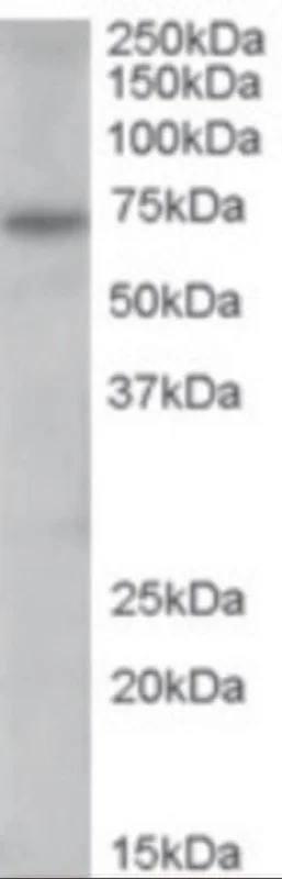 dabos-2202607132113591136919