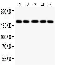 dabos-2202607132119181137558