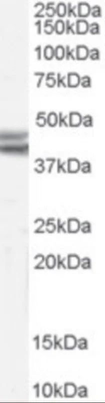 dabos-2202607132123011137973