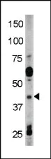 dabos-2202607132127241138550