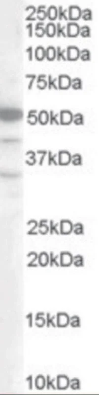 dabos202607130045321037718