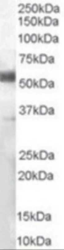dabos202607130050451038242