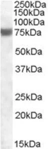 dabos202607130051591038346
