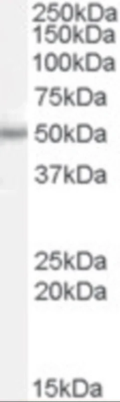 dabos202607130054551038601