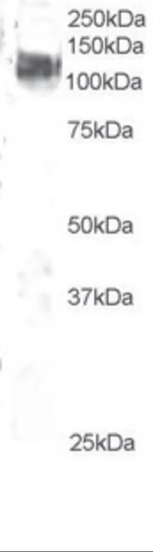 dabos202607130057111038809
