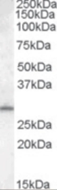 dabos202607130057541038881
