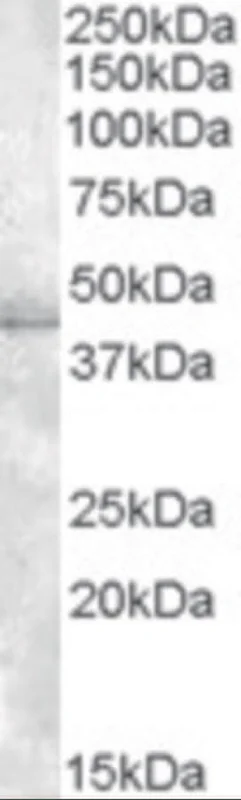 dabos202607141533101228848