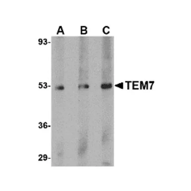 geneseesci20260711205052869922
