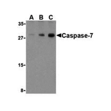geneseesci20260711205141870000