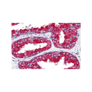 geneseesci20260711214610874863