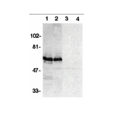 geneseesci20260711221103877025