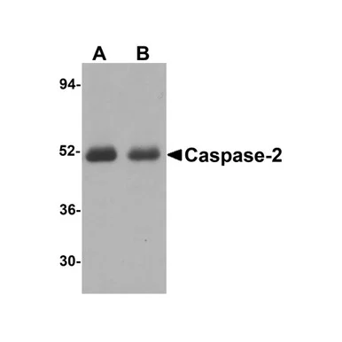 geneseesci20260711221928877731