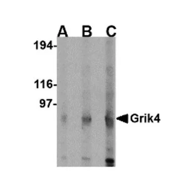 geneseesci20260711222636878306