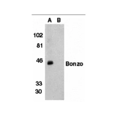 geneseesci20260711232038882276