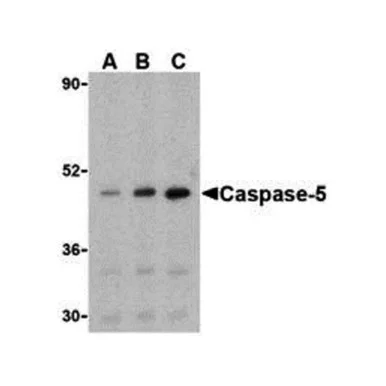 geneseesci20260712000503886206