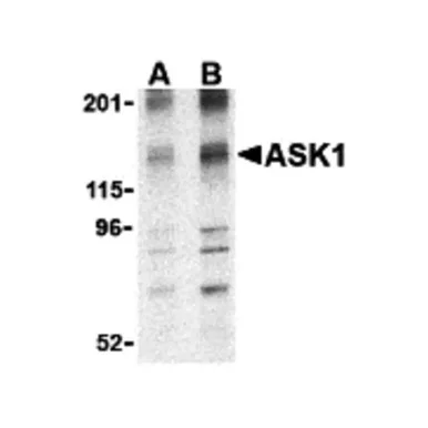 geneseesci20260712001028886765