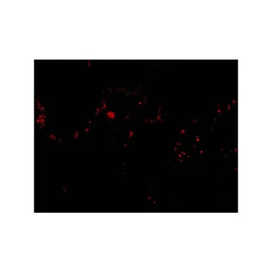 geneseesci20260712004601889757