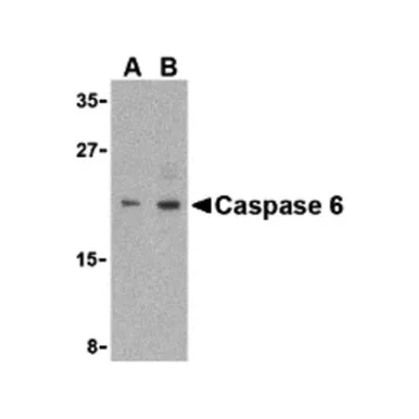 geneseesci20260712004701889840