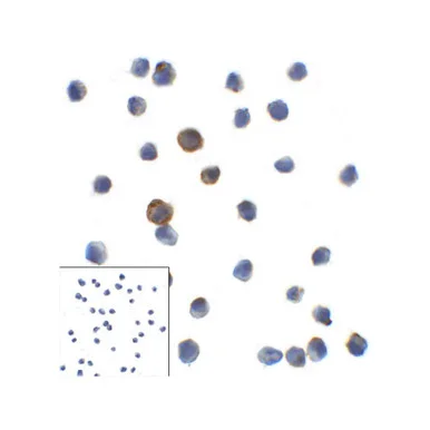 geneseesci20260712010606891186