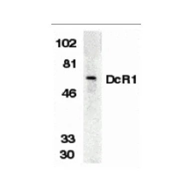 geneseesci20260712011515891806
