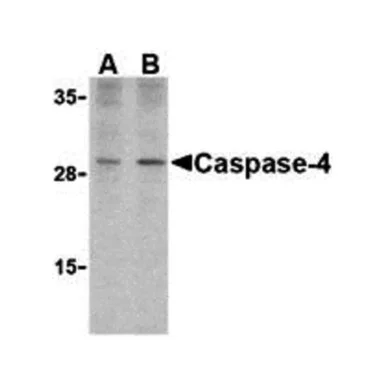 geneseesci20260712021404896337