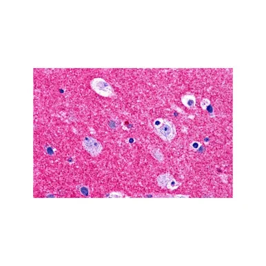geneseesci20260712030007900232