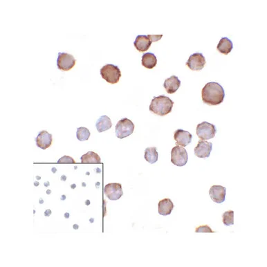 geneseesci20260712041944906746