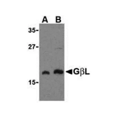 geneseesci20260712045031909119