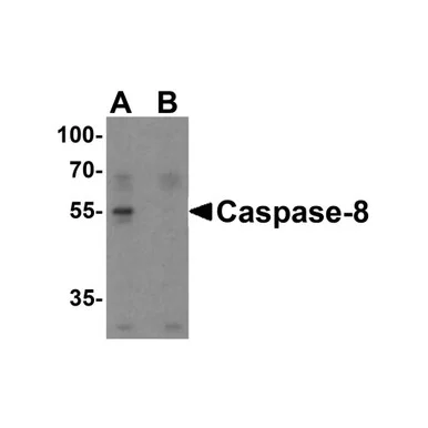 geneseesci20260712051058910967