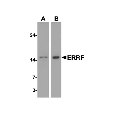 geneseesci20260712054030913647
