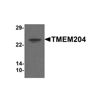 geneseesci20260712063315919925