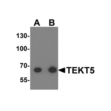 geneseesci20260712064204921023