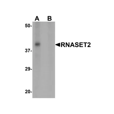 geneseesci20260712064941922023
