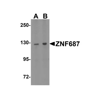 geneseesci20260712071522925043
