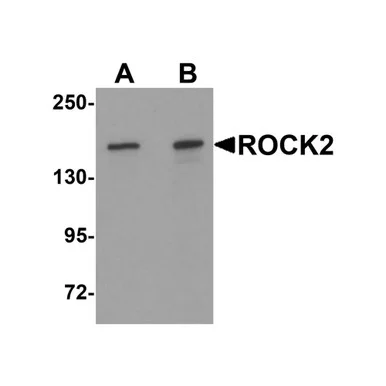 geneseesci20260712102449946502