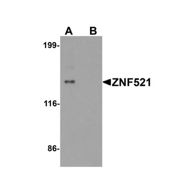 geneseesci20260712104800949127