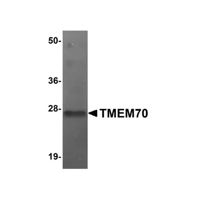 geneseesci20260712112122952870